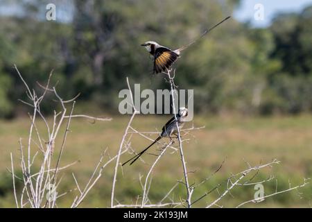 Streamer-tailed tyrants ( Gubernetes yetapa) on a bush in the savannah near the Aguape Lodge in the Southern Pantanal, Mato Grosso do Sul, Brazil. Stock Photo