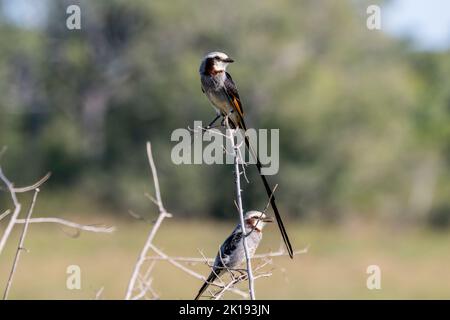 Streamer-tailed tyrants ( Gubernetes yetapa) on a bush in the savannah near the Aguape Lodge in the Southern Pantanal, Mato Grosso do Sul, Brazil. Stock Photo