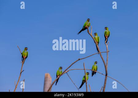 A flock of Nanday parakeets (Aratinga nenday), also known as the black-hooded parakeet or nanday conure, at the Aguape Lodge in the Southern Pantanal, Stock Photo