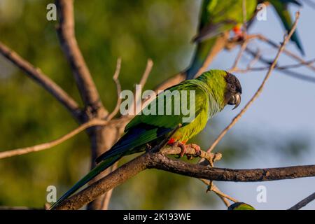 A Nanday parakeet (Aratinga nenday), also known as the black-hooded parakeet or nanday conure, at the Aguape Lodge in the Southern Pantanal, Mato Gros Stock Photo