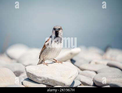A male house sparrow (Passer domesticus) sits on a rock in the middle of a summer day.