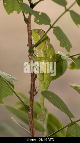 Master of concealment the Chameleons employ several other strategies, other than their famed colour changes to avoid detection. Stock Photo