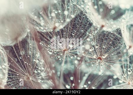 Beautiful dew drops on dandelion seed macro. soft blue background. Water drops on parachutes dandelion. Copy space. soft focus on water droplets. circular shape, Stock Photo