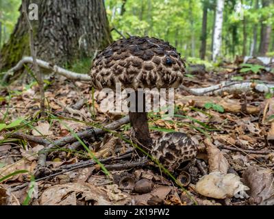 Detail view of a Old Man of the Woods Mushroom ( Strobilomyces Strobilaceus ), an edible mushroom found very rarely in deciduous forests. Stock Photo