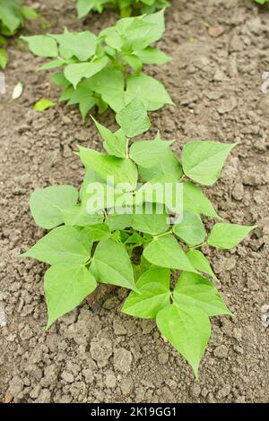Beans flowers is garden.fresh still to pick beans hanging on a bean plant.Organic Garden Fresh Italian Green Beans.Young bean plant with flowers in th Stock Photo