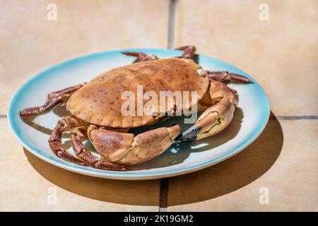Fresh raw edible brown sea crab also known as Cancer Pagurus on blue plate on a beige tiles kitchen table background Stock Photo