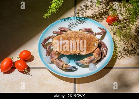 Fresh raw edible brown sea crab also known as Cancer Pagurus on blue plate on a beige tiles kitchen table background Stock Photo