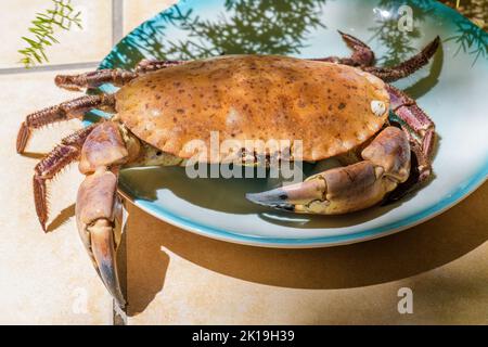 Fresh raw edible brown sea crab also known as Cancer Pagurus on blue plate on a beige tiles kitchen table background Stock Photo