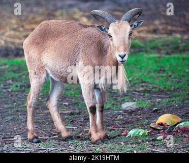 Wild goat in the zoo. Life of wild animals in captivity. close up Stock Photo