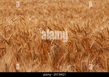 Golden ears of wheat in the field on a sunny day. Stock Photo