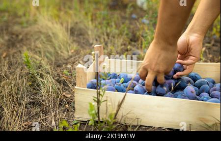 Unrecognizable female gardener in a hat picking plums into a bowl in her family backyard garden. Stock Photo