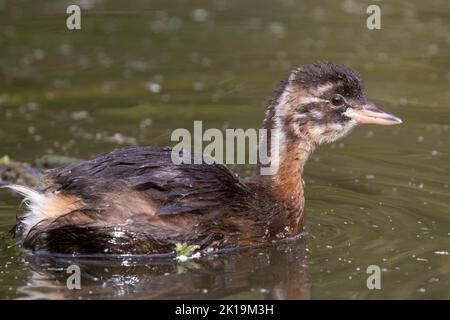 Young Little Grebe Stock Photo