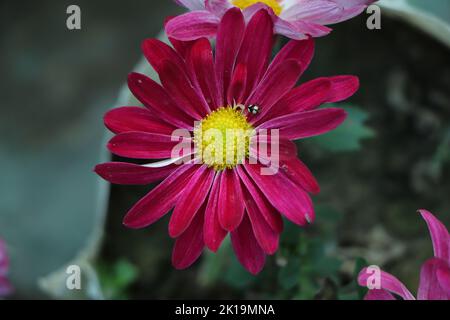 Pink purple white chrysanthemum flowers on green garden background. Colorful pink purple chrysanthemum pattern in flowers park. Cluster of pink purple Stock Photo