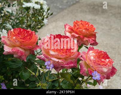 Roses in a garden Stock Photo