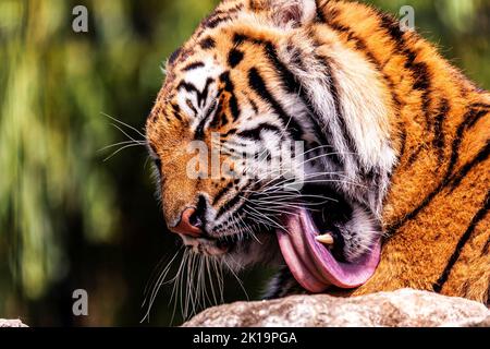 A portrait of a siberian tiger licking its paw with its tongue. The dangerous predator is lying on a rock. The big cat is cleaning itself. Stock Photo