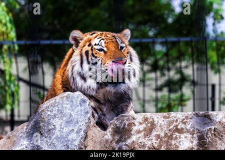 A portrait of a siberian tiger lying behind a rock licking its mouth. The dangerous predator is lying there and just watching the surroundings for som Stock Photo