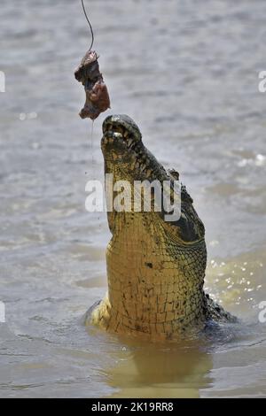 161 Large saltwater crocodile at bait catch from the water. Adelaide River-Australia. Stock Photo