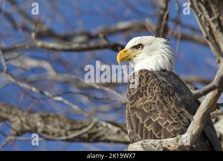 Majestic Bald Eagle perched in tree at Lower Klamath National Wildlife Refuge, America’s first waterfowl refuge and vulnerable to water shortages of m Stock Photo