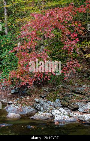 Sourwood (Oxydendrum arboreum) grows in abundance along the banks of the Little River, Great Smoky Mtns Nat'l Pk, Blount Cty, TN Stock Photo