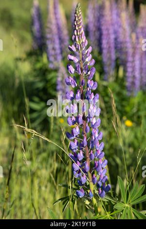 Wonderful landscapes in Norway. Blooming colorful lupine flowers in Norway in the wild grass. Blur background. Summer sunny day. Selective focus Stock Photo