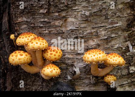 Golden Philiota Fugus or mushrooms grow on trees.  Ellison Bluff County Park, Door County, Wisconsin Stock Photo