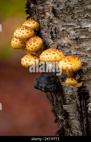 Golden Philiota Fungus or mushrooms grow on dead or decaying trees, Ellison Bluff County Park, Door County, Wisconsin Stock Photo
