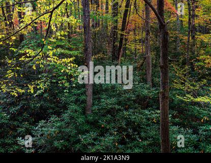 Autumn color is seen in the hardwood canopy while an evergreen, the Rhododendron stays green along the Little River in Great Smoky Mtns Nat'l Park, TN Stock Photo