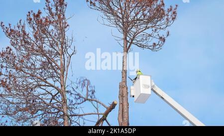 Tree removal. Arborist has just cut off top of a dead pine tree with a chainsaw, while standing in the basket of an articulating boom lift or cherry p Stock Photo