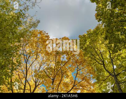 Yellow fallen leaves. Tree against cloudy blue sky. Yellow Tree Leaves Composition Over Sky. Beautiful autumn tree and blue sky. Autumn Nature concept Stock Photo