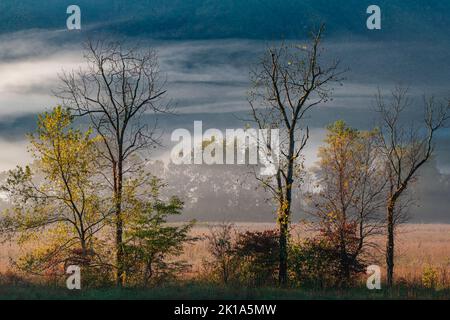 Autumn leaves are just turning in the mist of morning while other trees have lost their foliage, Cades Cove, Great Smoky Mountains Nat'l Park, TN Stock Photo