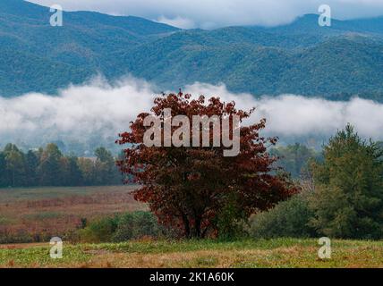 A Sourwood tree grows on the border of a field against the backdrop of a mist shrouded mountain in Cades Cove, Great Smoky Mountains National Park, Bl Stock Photo