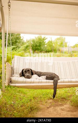 Labrador retriever on a swing. A black dog rests in the garden. Stock Photo