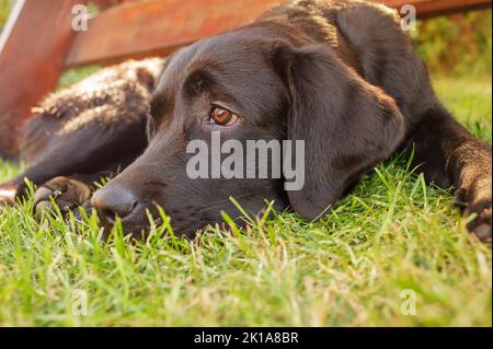 Labrador junior lies on green grass. The dog is looking at the camera. Stock Photo
