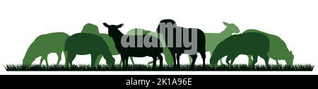 Sheep graze in pasture. Picture silhouette. Farm pets. Domestic animals wool. Isolated on white background. Vector Stock Vector