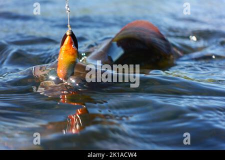 Grayling caught and hooked from the Arctic river with spinner lure by fisherman in Lapland in Sweden in Kiruna in August 2021. Stock Photo