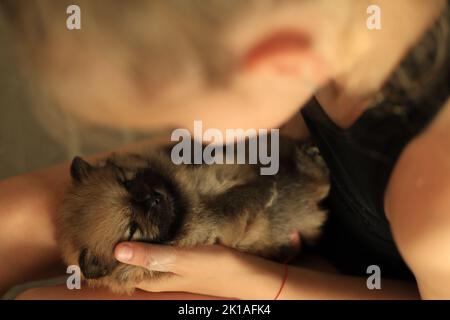 Adorable puppy pomeranian in the owner's hands. Portrait of a little dog Stock Photo