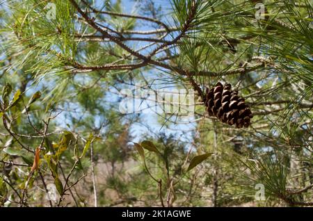 Pinecone on the branch Stock Photo