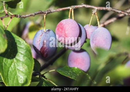 Plums on plum tree brunch in the garden Stock Photo