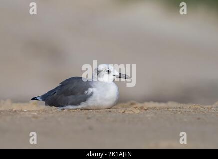Laughing Gull (Larus atricilla) resting on the sand Stock Photo