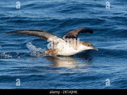 Greater Shearwater (Puffinus gravis) taking flight from water Stock Photo