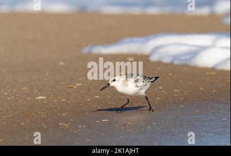 Sanderling (Calidris alba) frunning on a beach Stock Photo