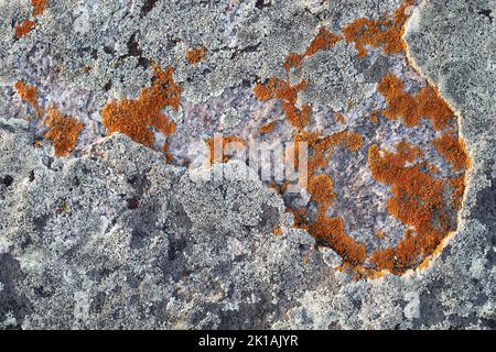 Lichens growing on a quartzite rock, close up Stock Photo