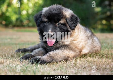 Estrela mountain best sale dog puppy