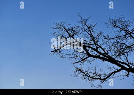Dried tree branch against blue sky background Stock Photo