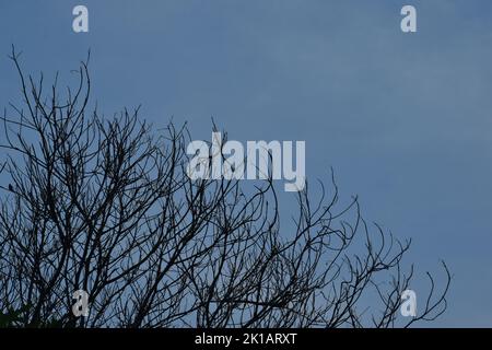 Dried tree branch against blue sky background Stock Photo