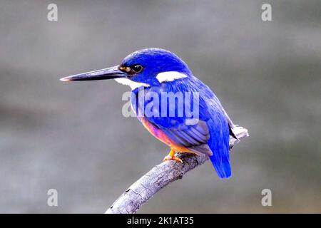 Azure Kingfisher perched on branch Stock Photo
