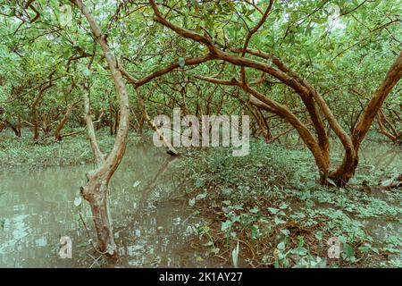 picture of Barisal floating  Guava Gardens . Stock Photo