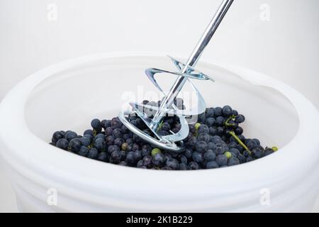 whipping grapes with a mixer in a barrel, the process of making homemade wine. Stock Photo