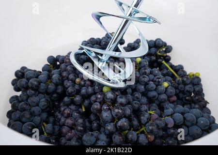 mixer crush fresh grapes in a container, the process of making red wine. Stock Photo