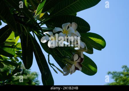 A closeup shot of Singapore graveyard flowers against a background of blue sky Stock Photo